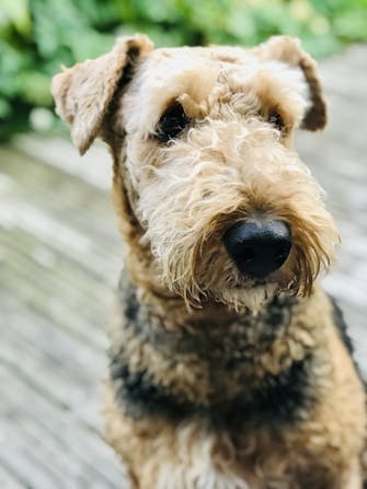 Photo of Lola, our Airedale Terrier, on the riverbank