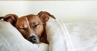 Photo of a sleeping dog under a blanket - for illustration only