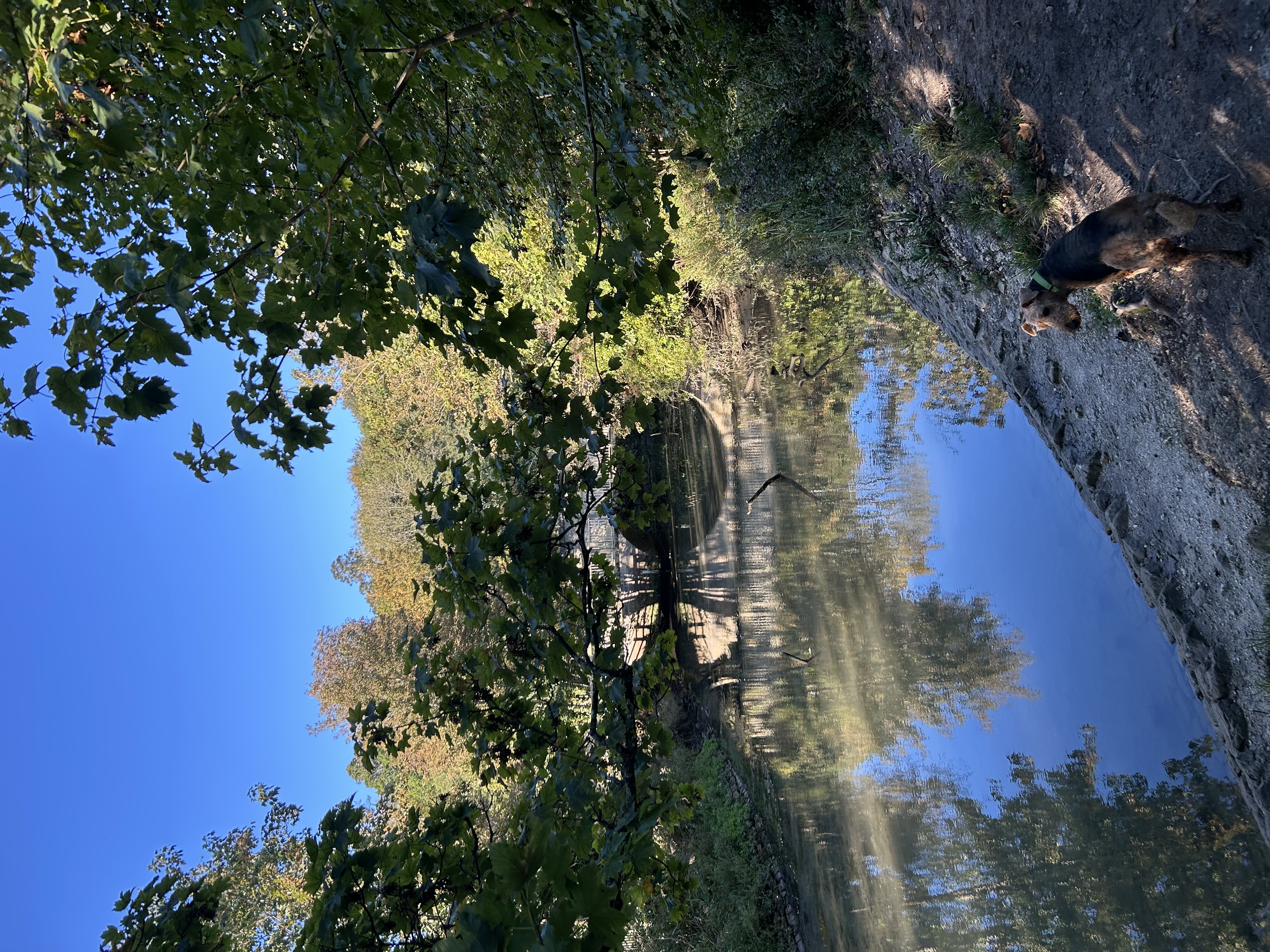 Photo of Lola standing by the mill stream in Arundel