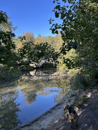Photo of Lola standing by the mill stream in Arundel