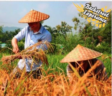 Backstreet academy luang prabang rice harvest
