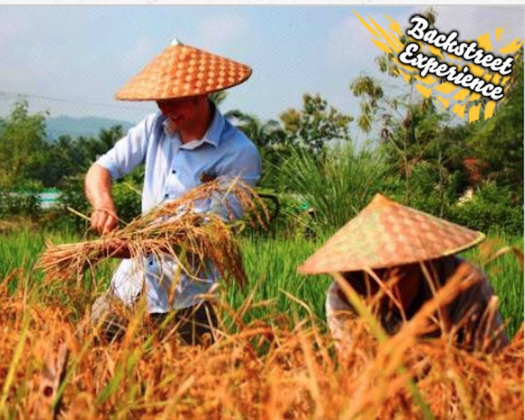 Backstreet academy luang prabang rice harvest