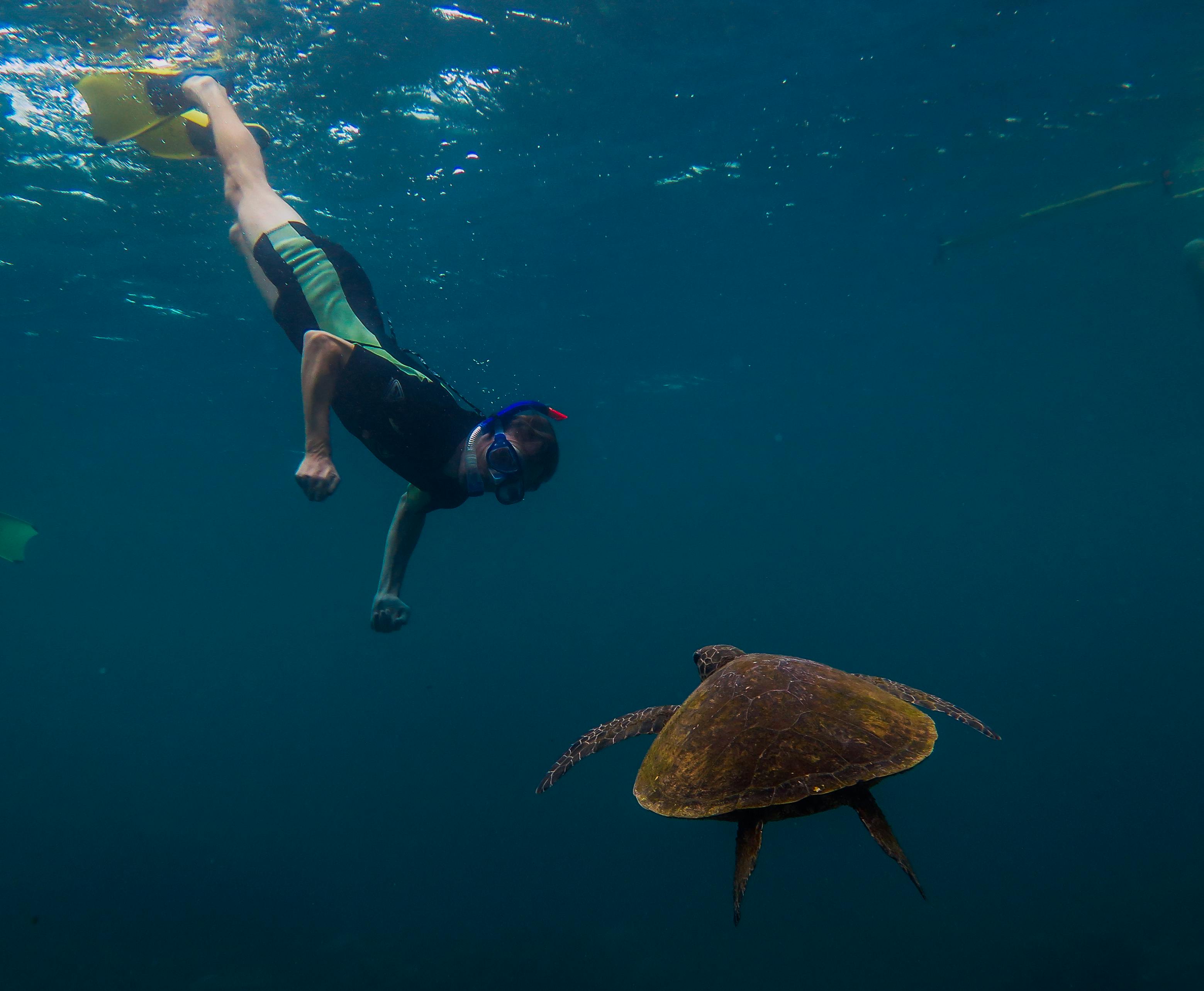 Warroora - Ningaloo Reef - Snorkelling with turtles.