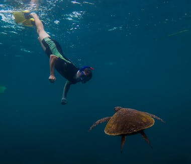 Warroora - Ningaloo Reef - Snorkelling with turtles.