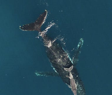Warroora - Humpback whales from June to October.