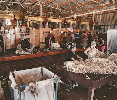 Warroora Last Shearing