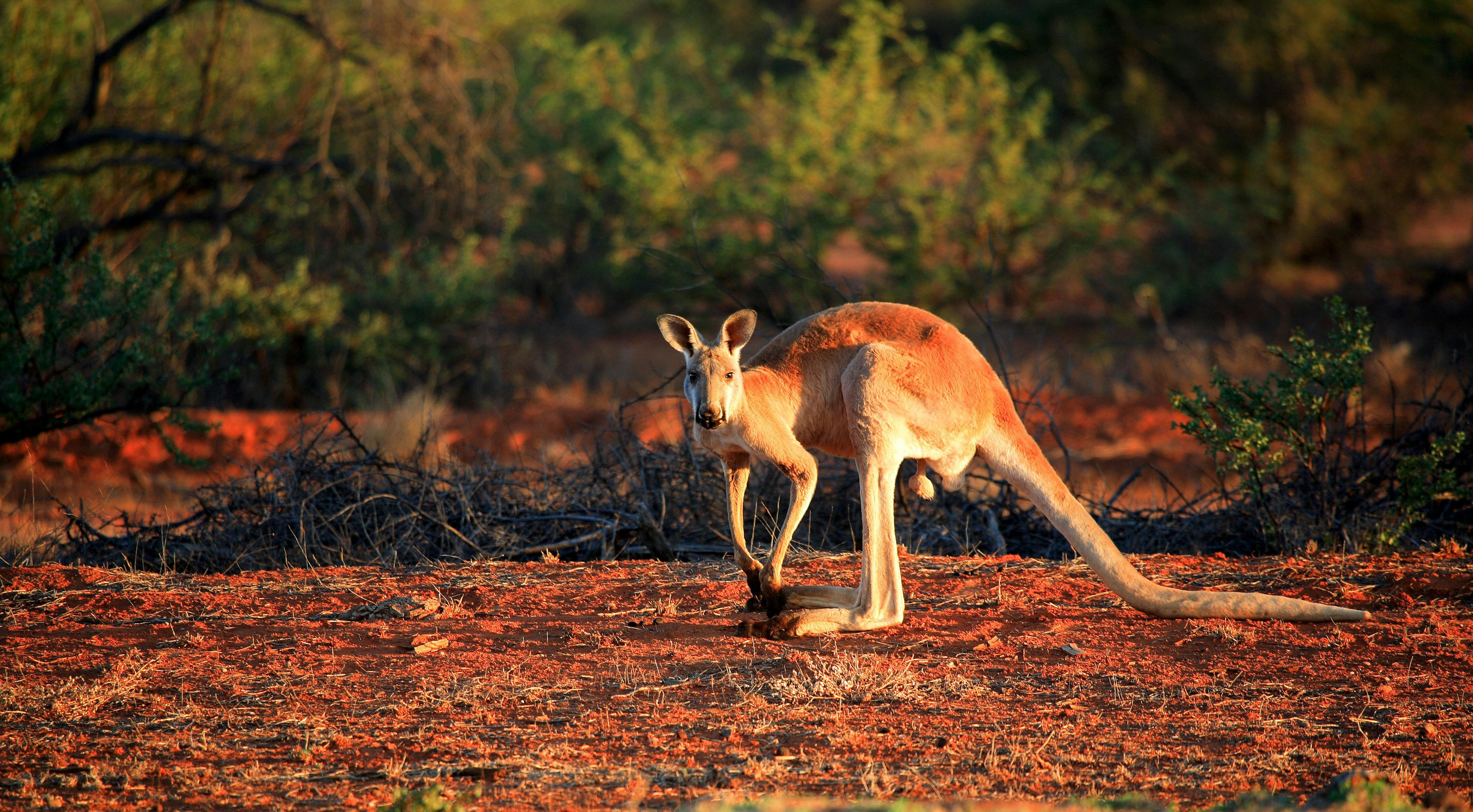 Warroora - wildlife - kangaroo