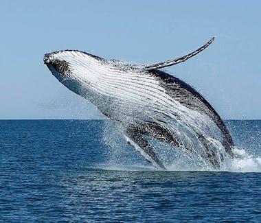 Warroora Station - Ningaloo Reef - Humpback whales.