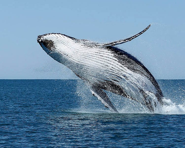Warroora Station - Ningaloo Reef - Humpback whales.