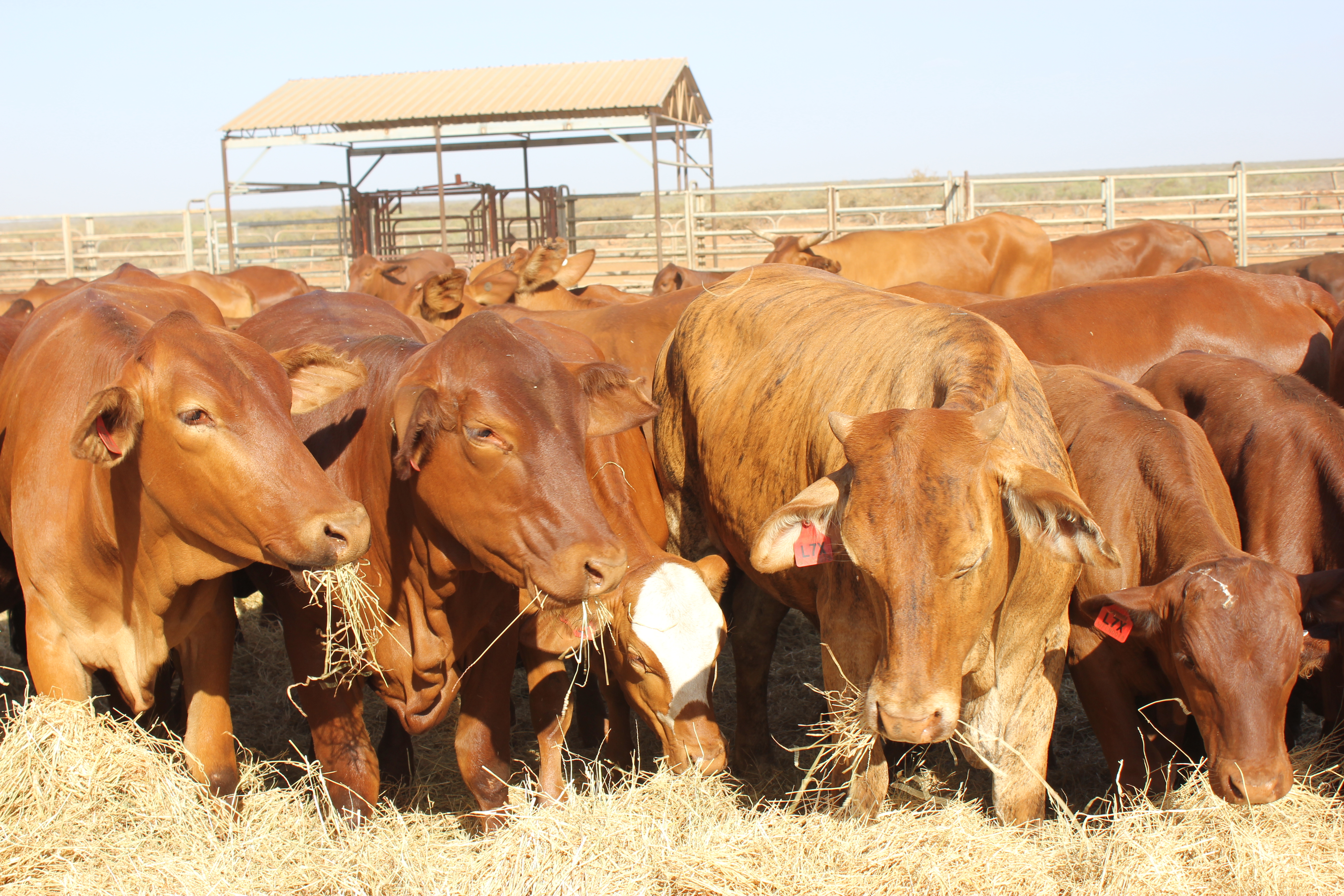 Warroora Cattle station