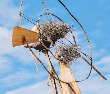 Warroora wildlife - Osprey nest
