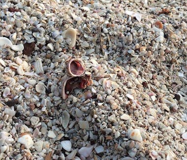 Playa Conchal, crushed seashells instead of sand