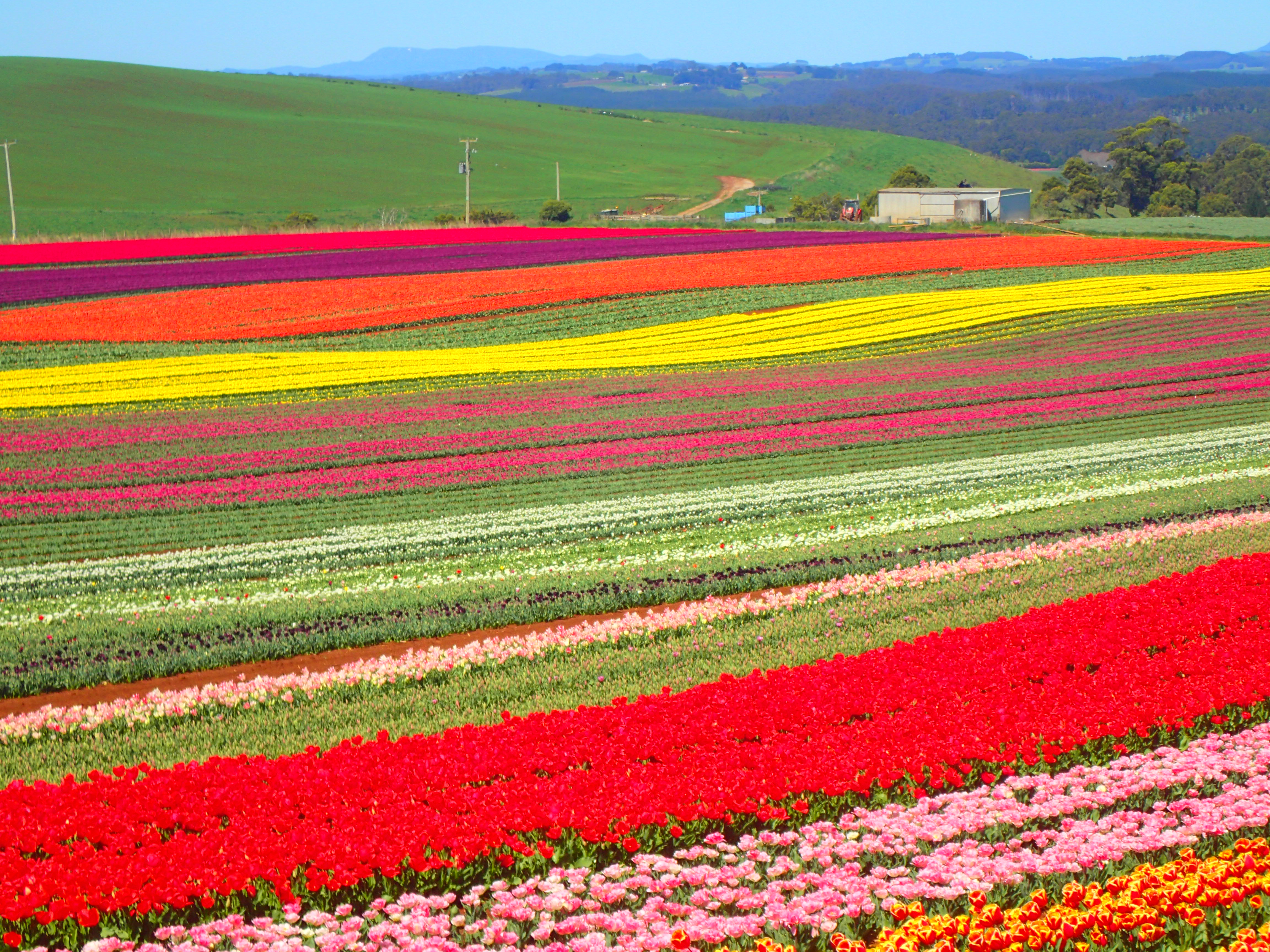 The STUNNING tulips at Table Cape.A great place to see while staying at Historic Blakes Manor