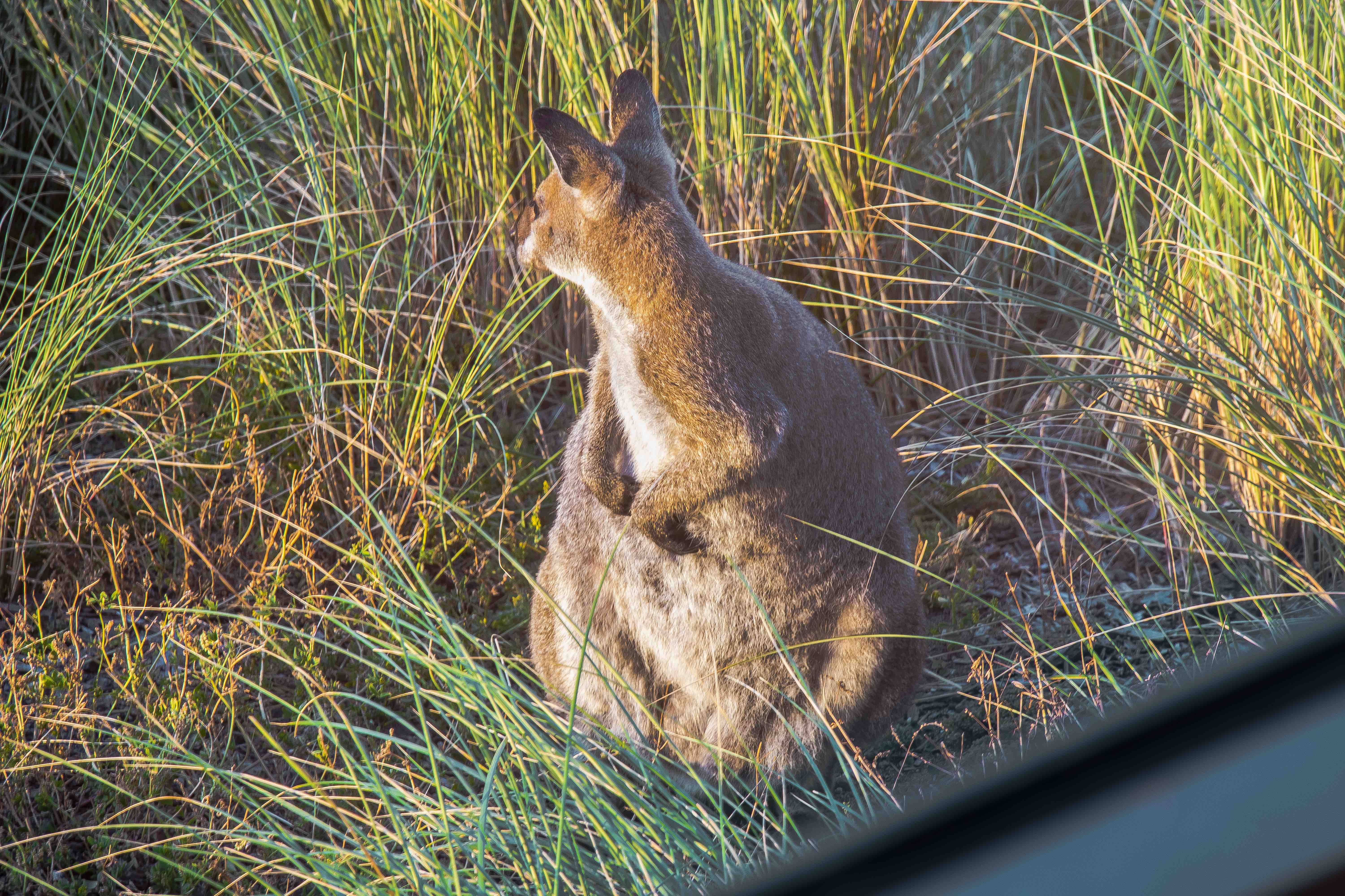 Ettrick Rocks King Island wallabies at our Luxury retreat