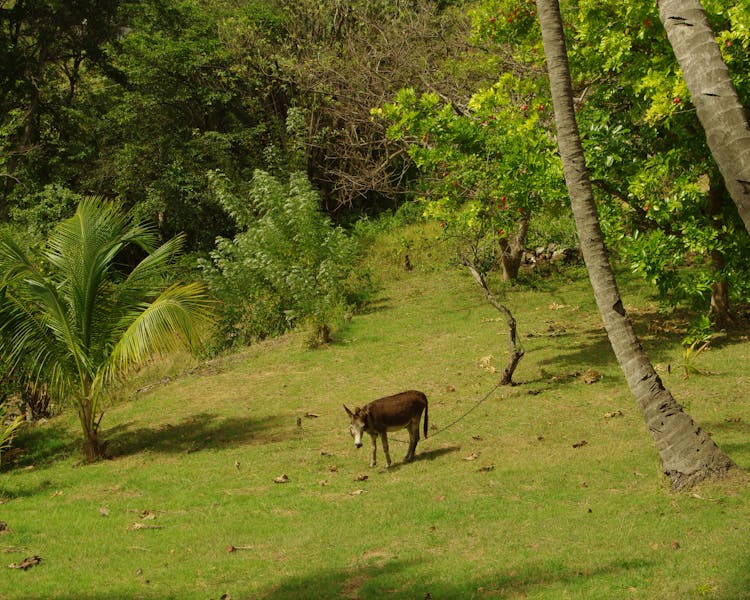 Caribbean Donkey, The Old Fort Villa Grounds and Gardens