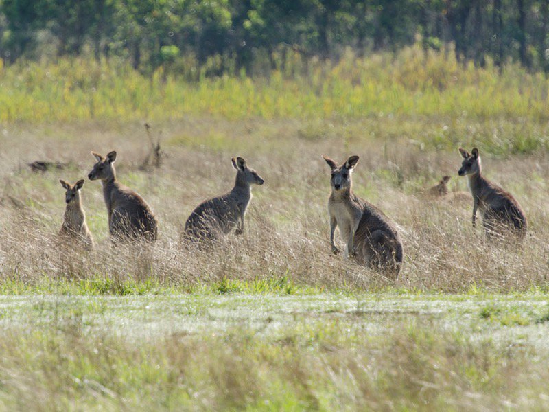 Kangas