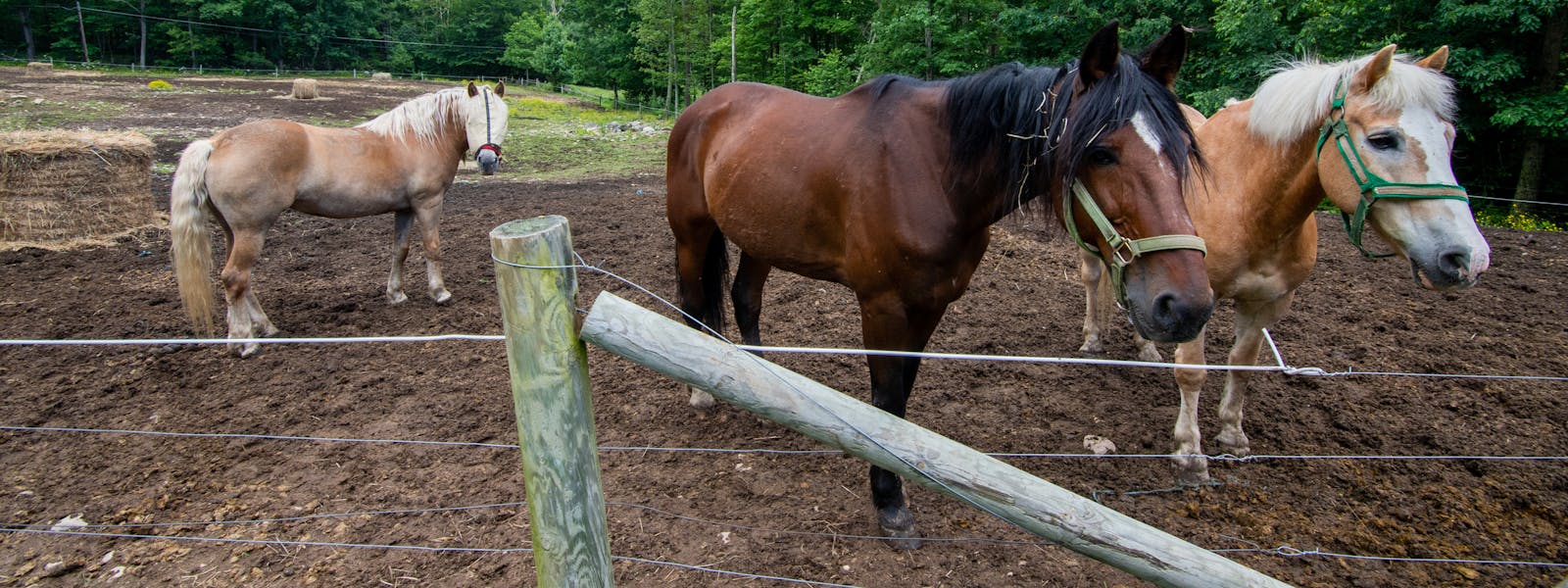 Mountain Laurel Resort Horse Stables Horseback Riding