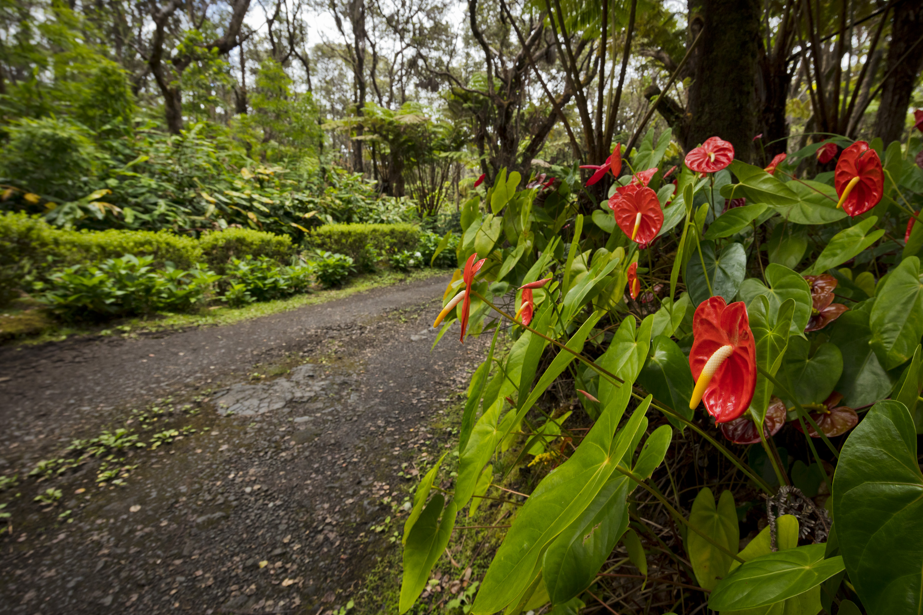 Along the driveway at Hale 'Ohu