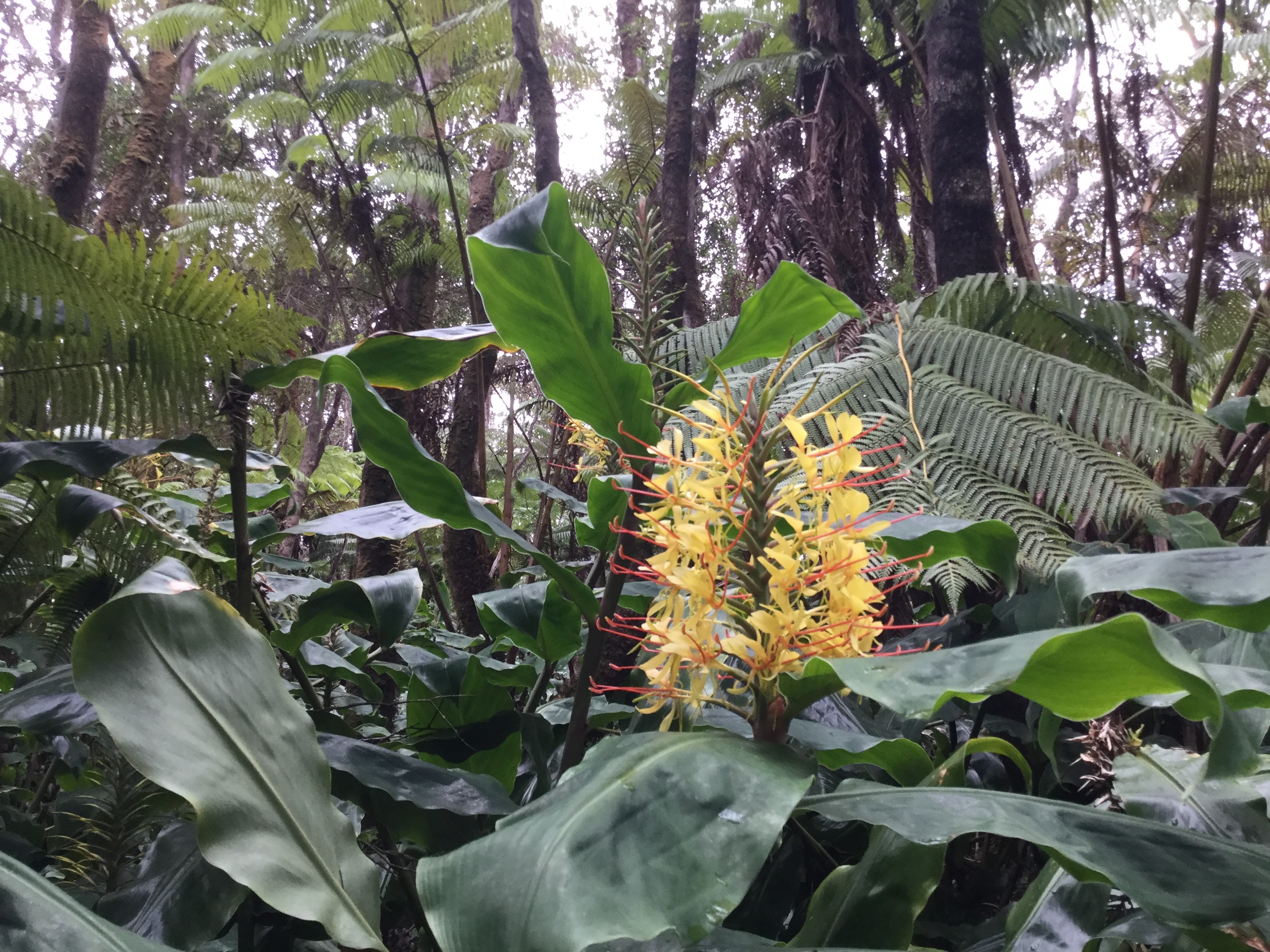 Kalihi Ginger at Hale 'Ohu