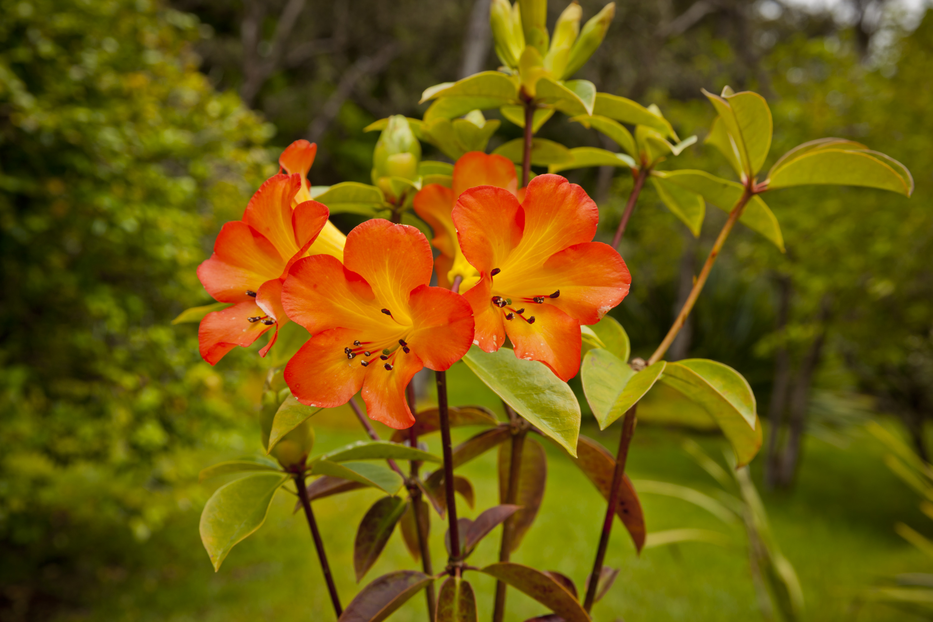 Hale 'Ohu garden and park