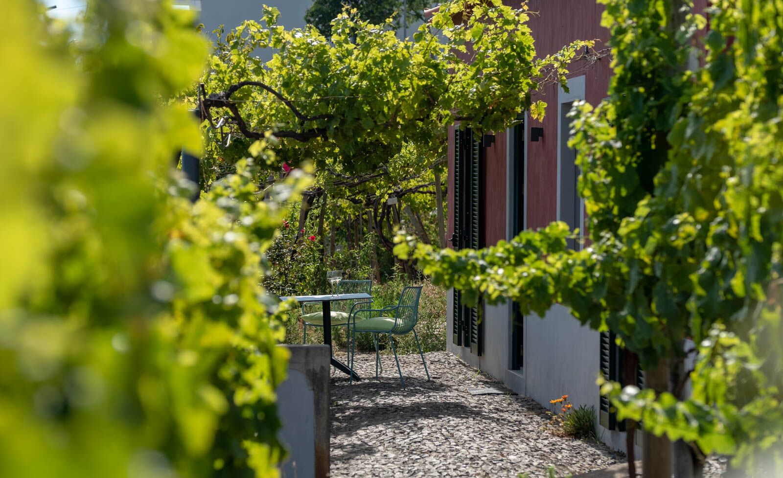 Vines over the sitting area outside Casa Rosa.