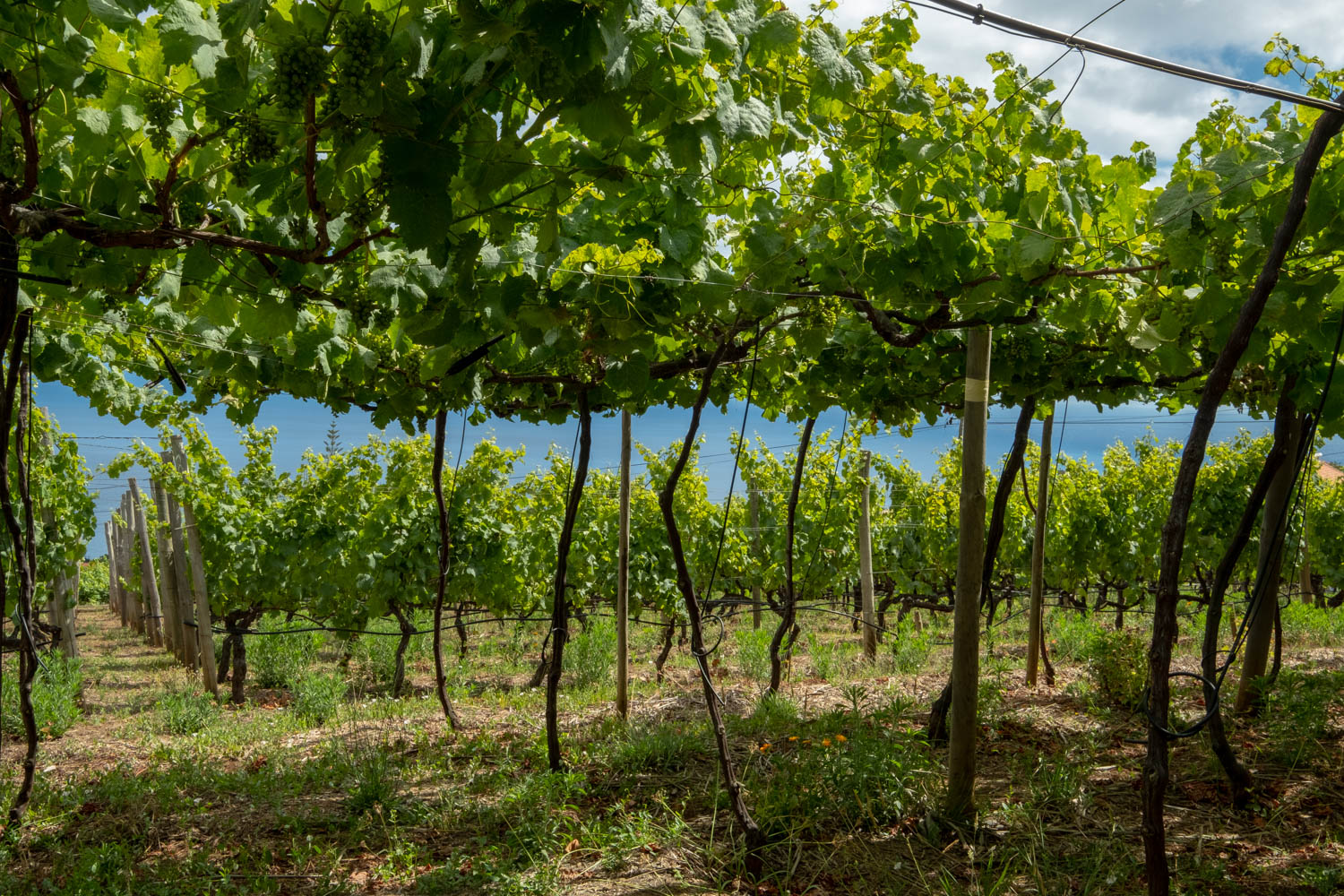 Vineyard with grapes growing on a trellis and espalier at Quinta das Vinhas Country hotel