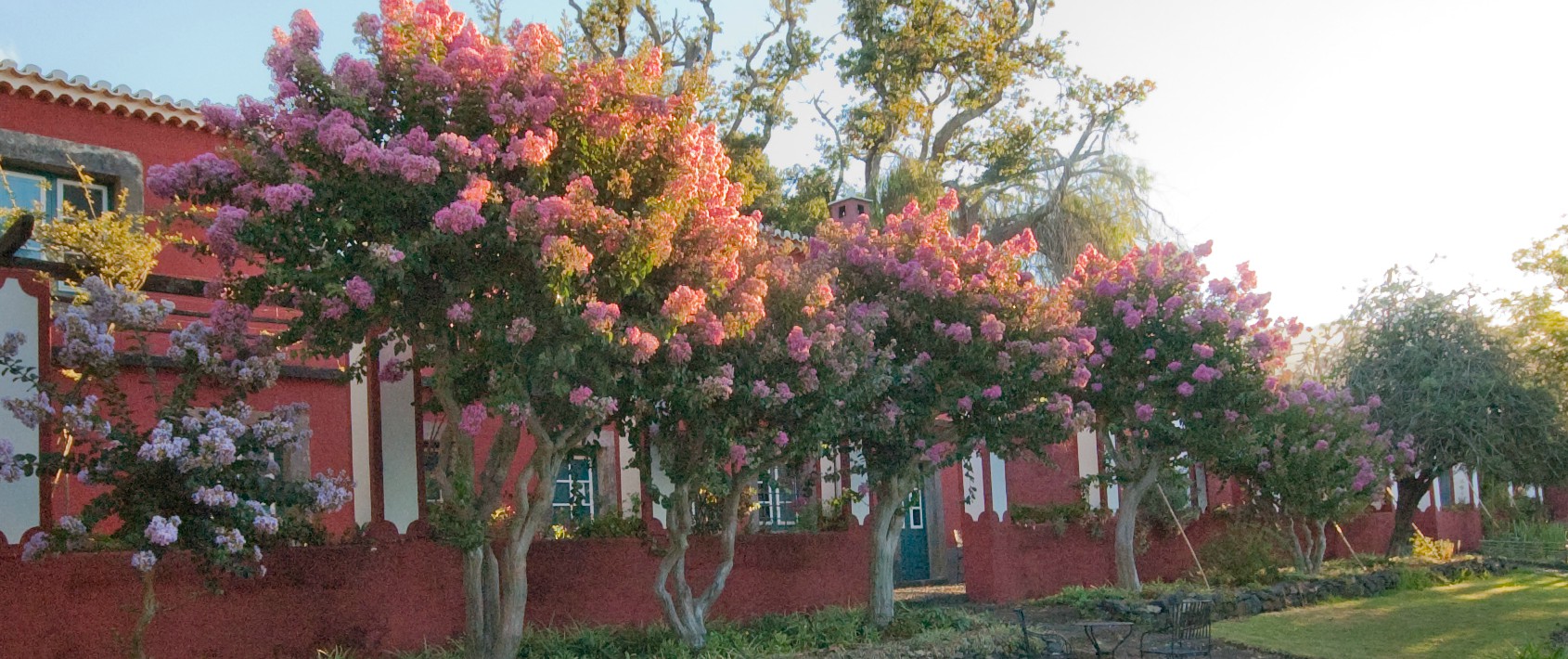 Close up of Lagerstroemia indica in flower, pink contrasting with pink house in background, QDV