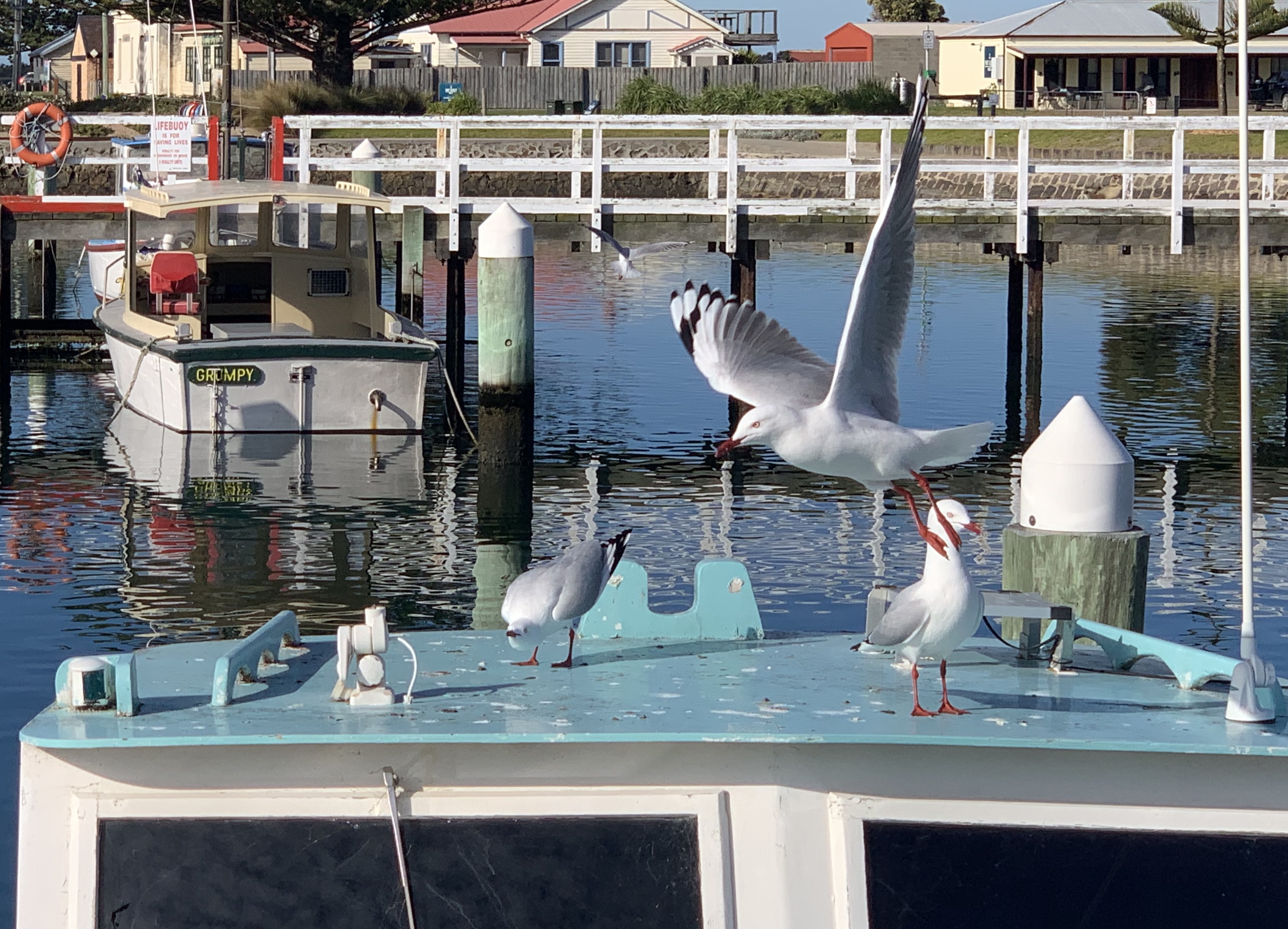 Local seagulls