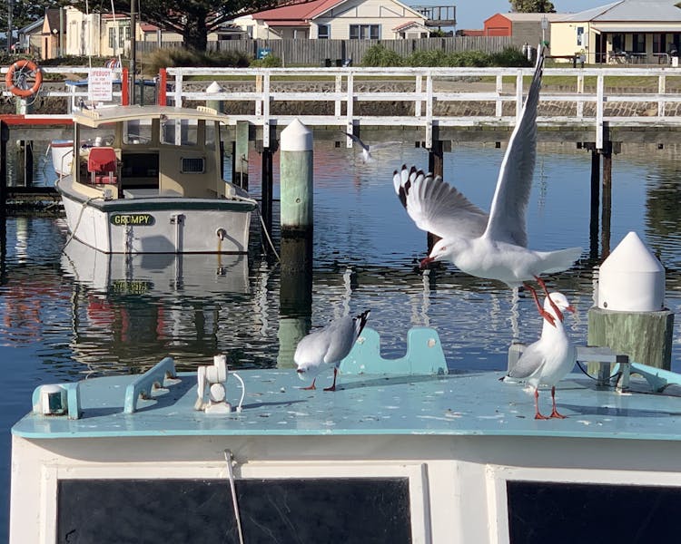 Local seagulls