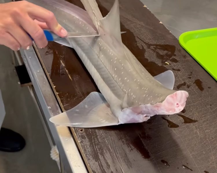 Cleaning gummy shark