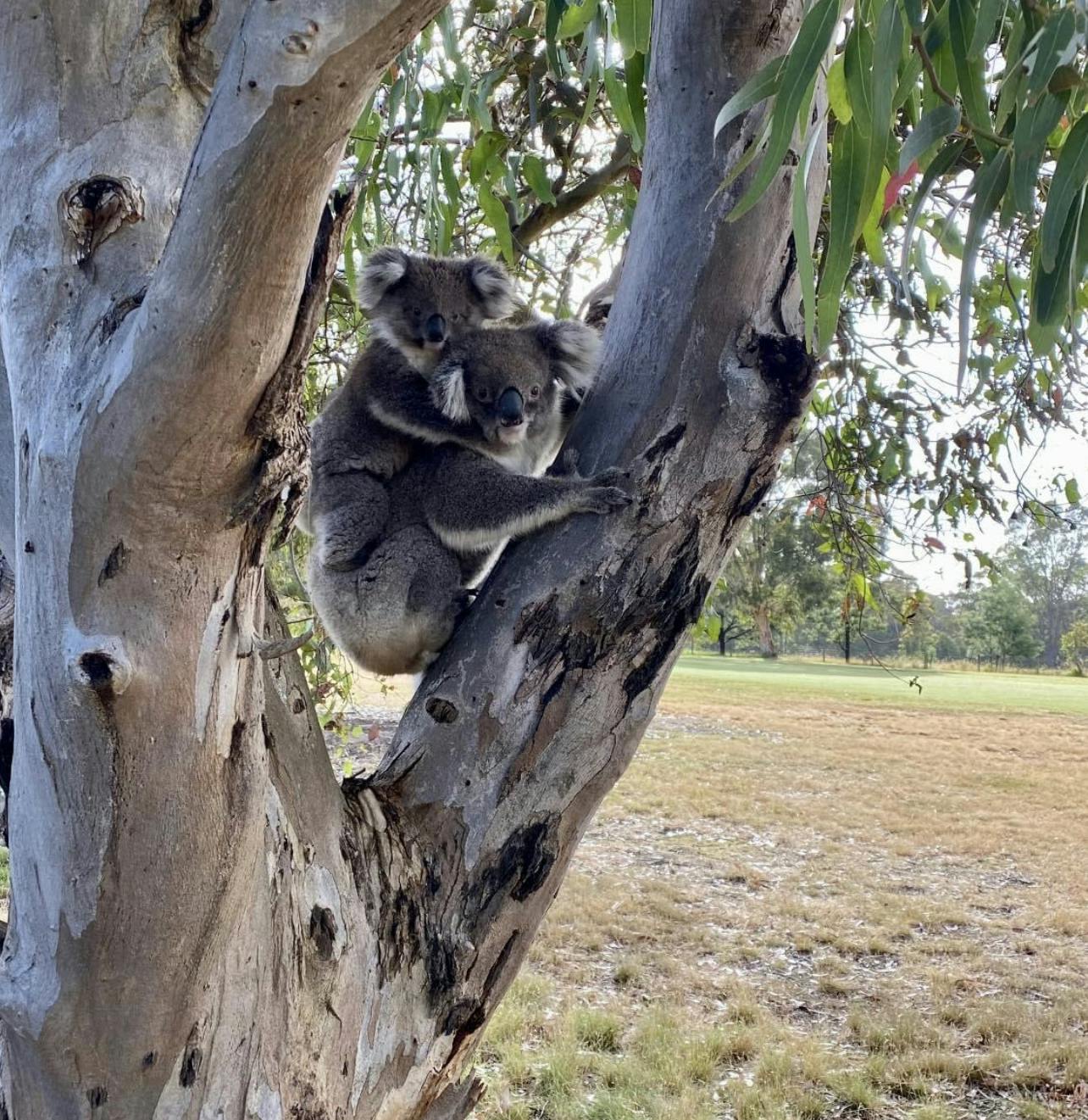 Koalas at Yarram golf course