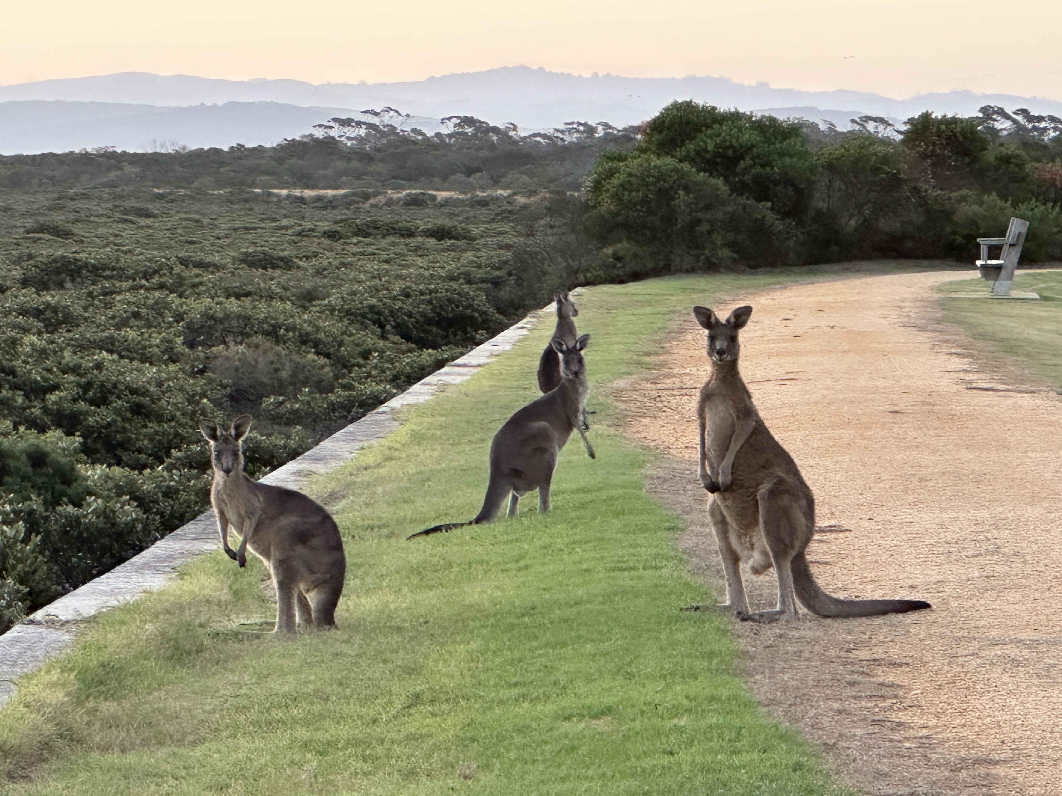 Kangaroos frequently spotted on Port Albert walking trails