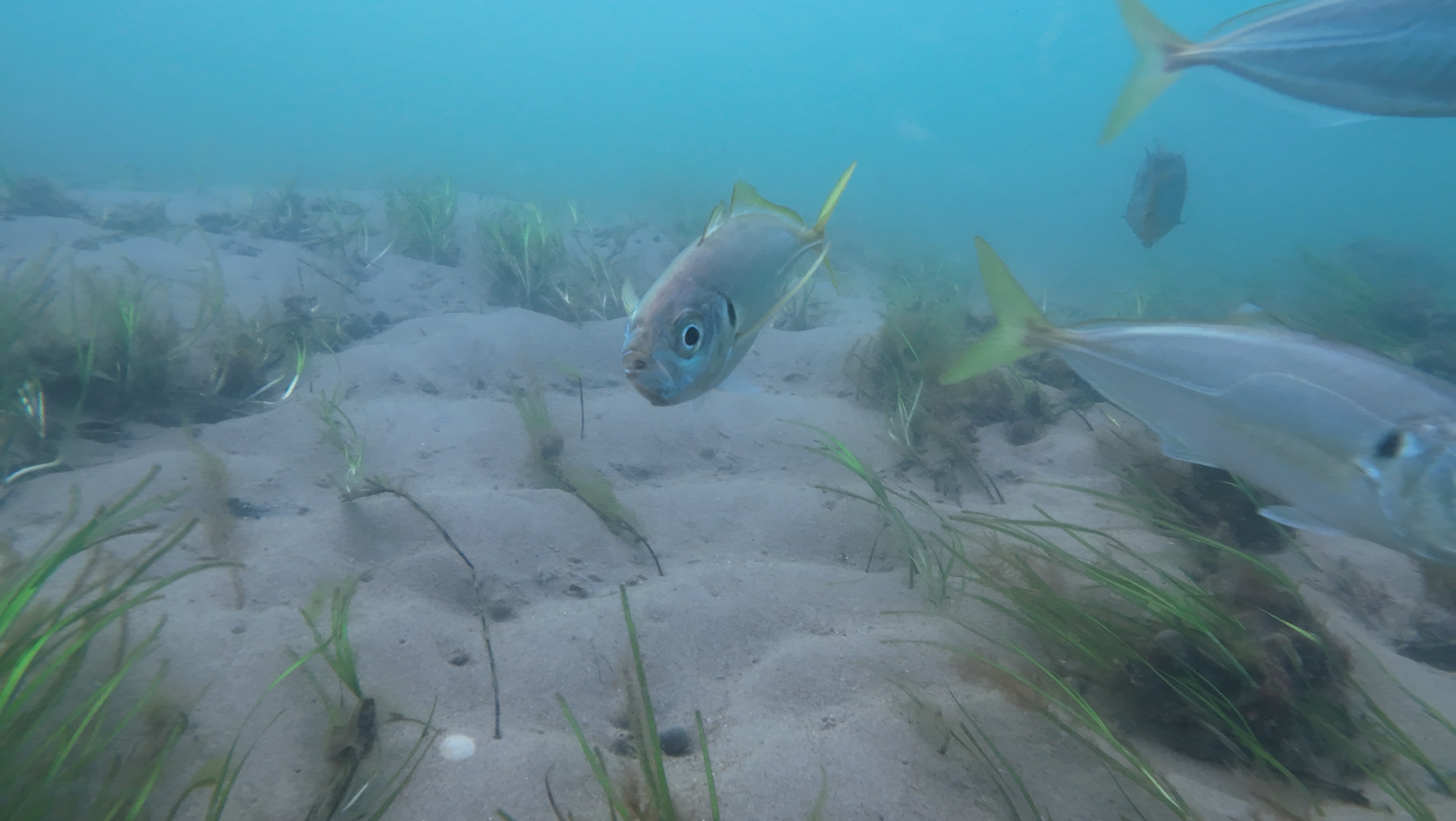 Exploring Port Albert inlet with Seavu