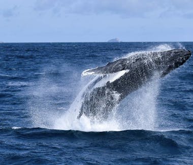 Wildlife Coast Cruises Whale Watching