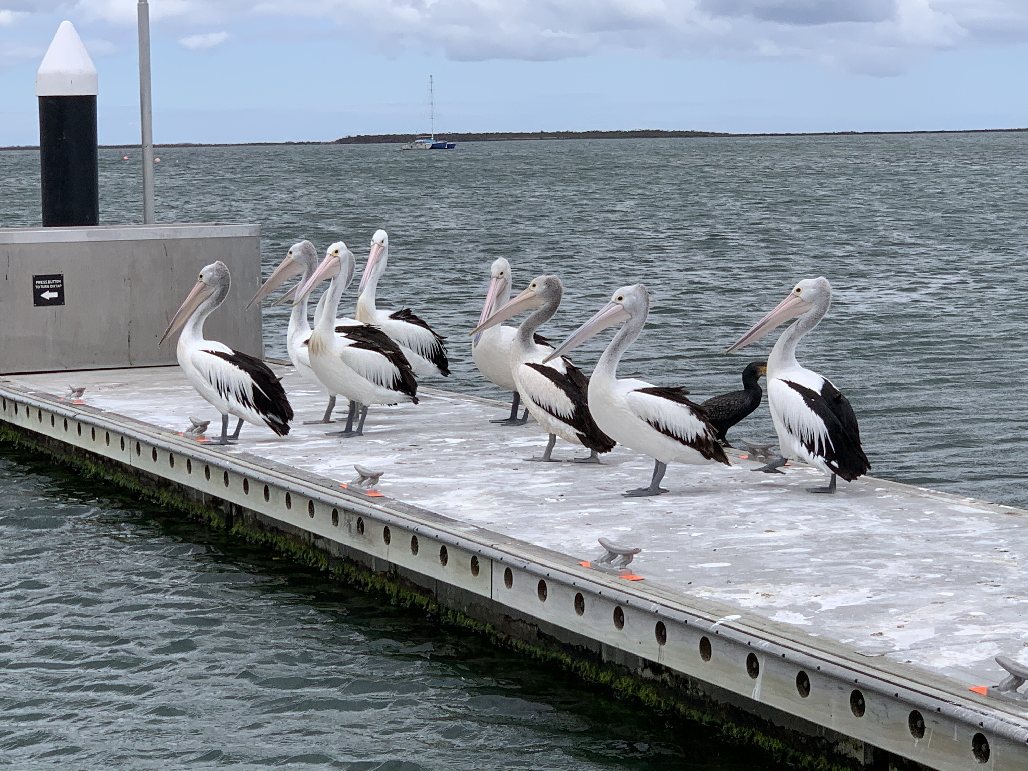 Pelicans on parade at boat ramp pontoons