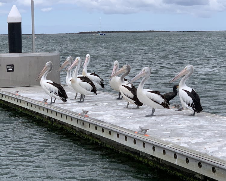 Pelicans on parade at boat ramp pontoons