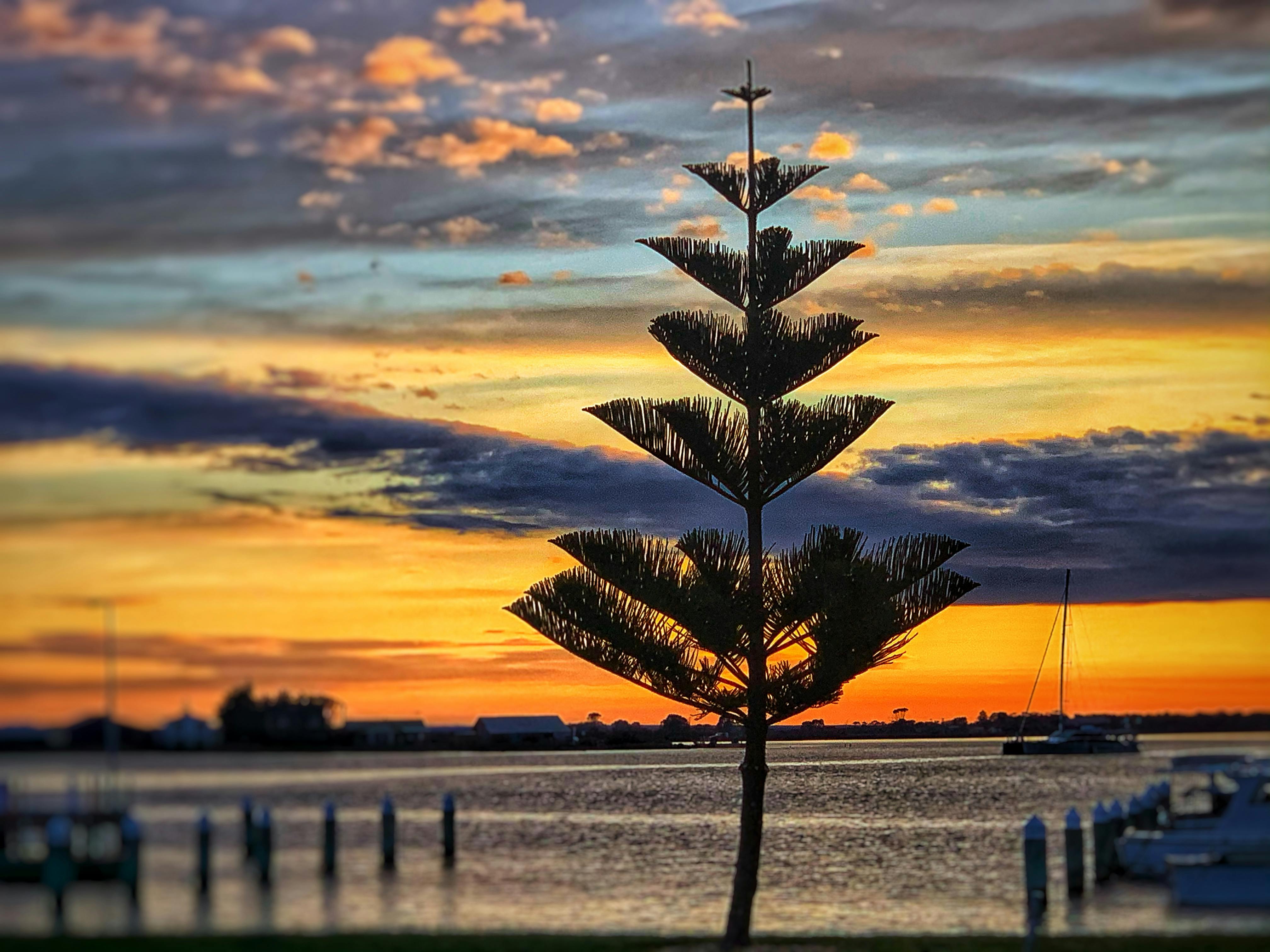 Norfolk pines line the harbour