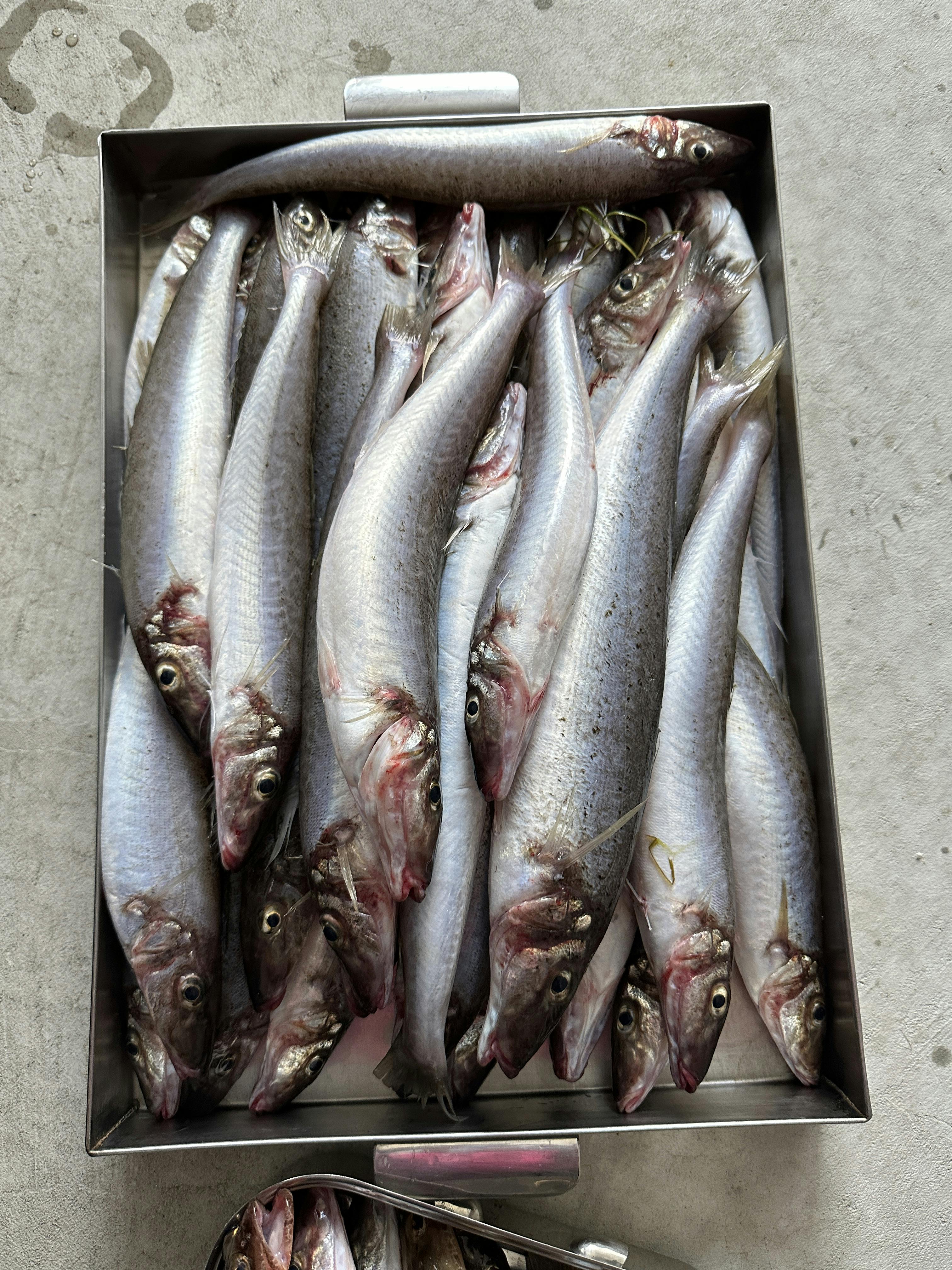 Catch King George Whiting with us on a Port Albert fishing charter