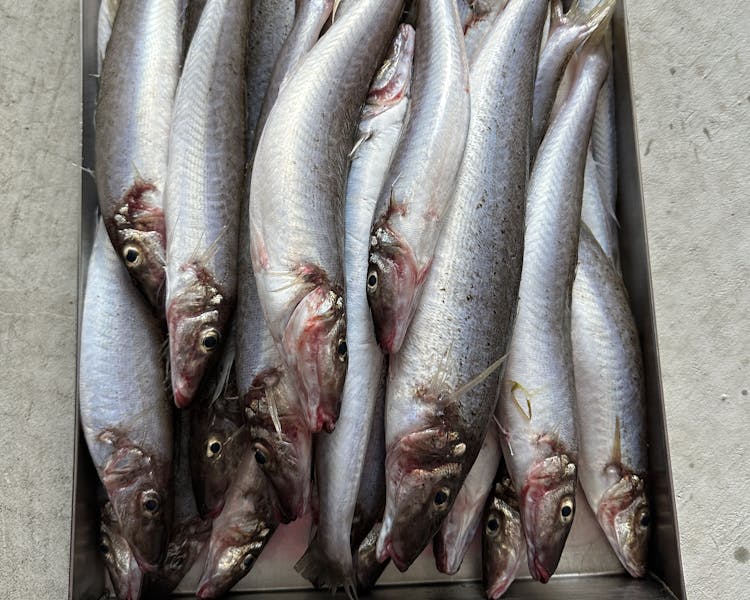 Catch King George Whiting with us on a Port Albert fishing charter