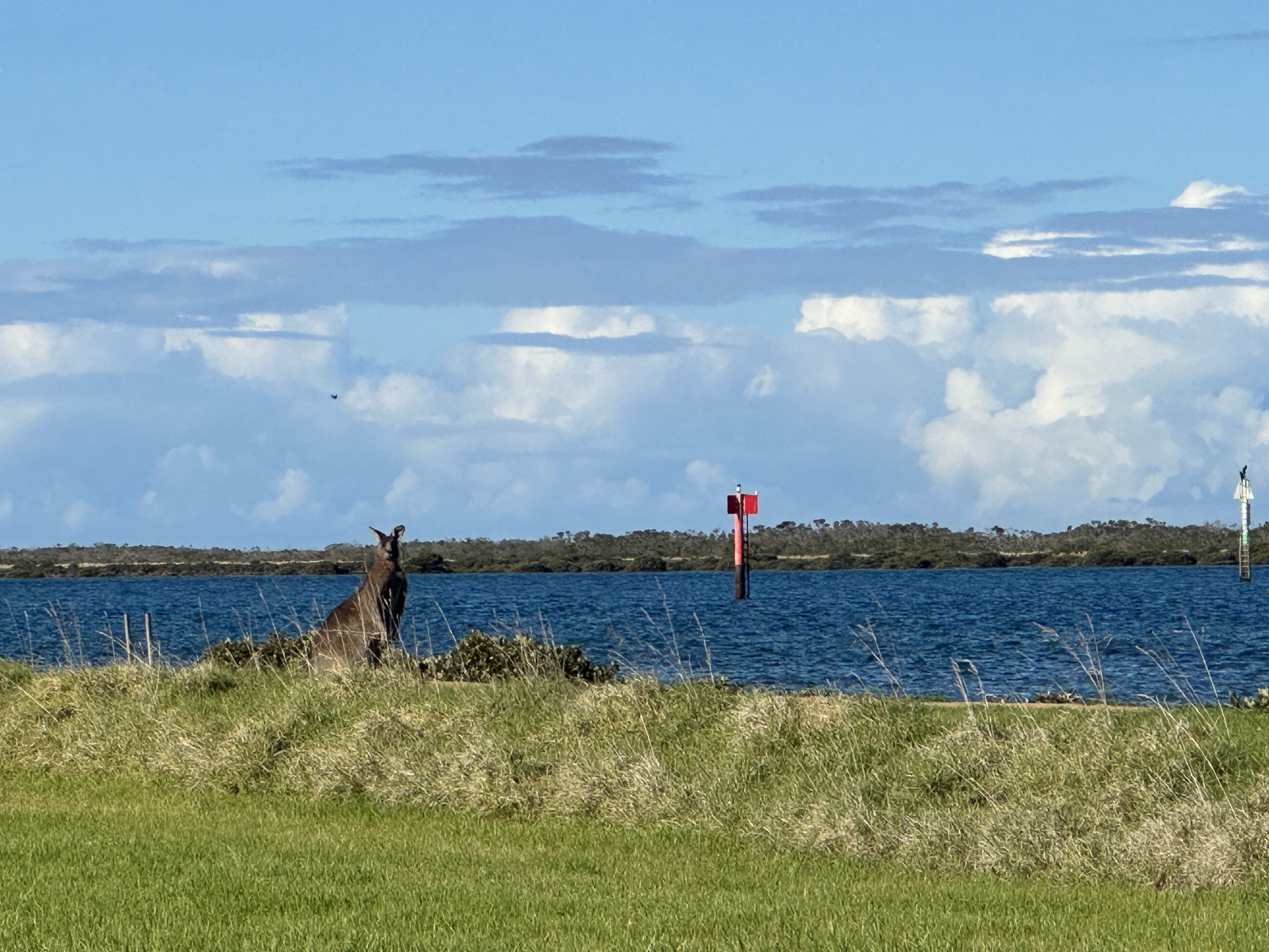 Kangaroos live in Port Albert