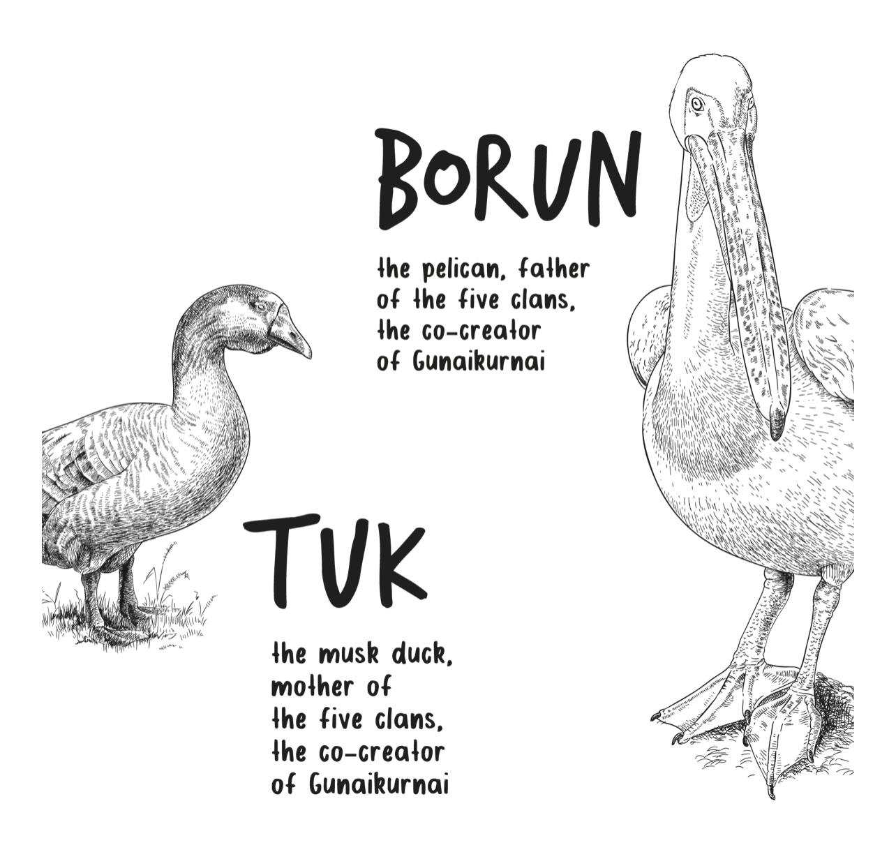 Borun the Pelican and Tuk the Musk Duck