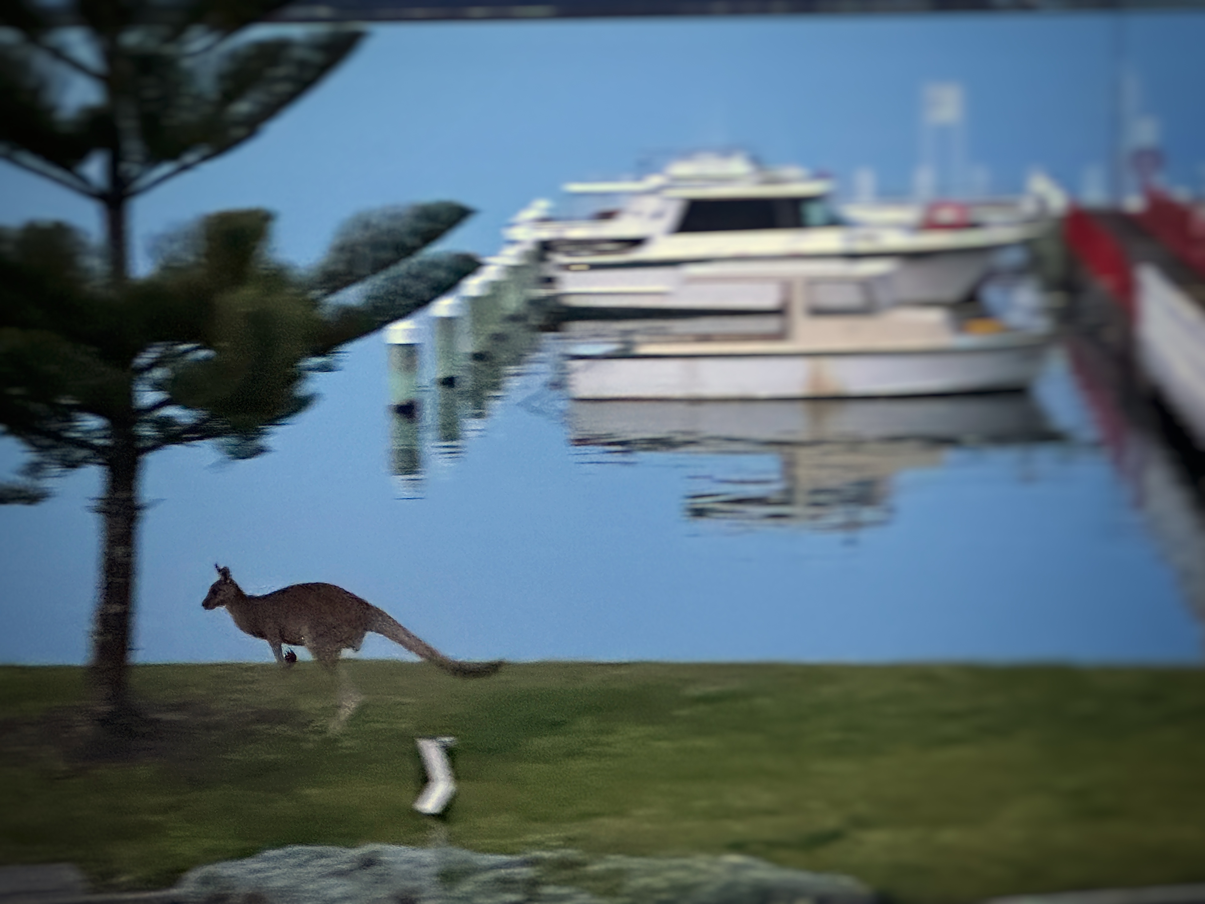 Kangaroos love to visit the Port Albert foreshore