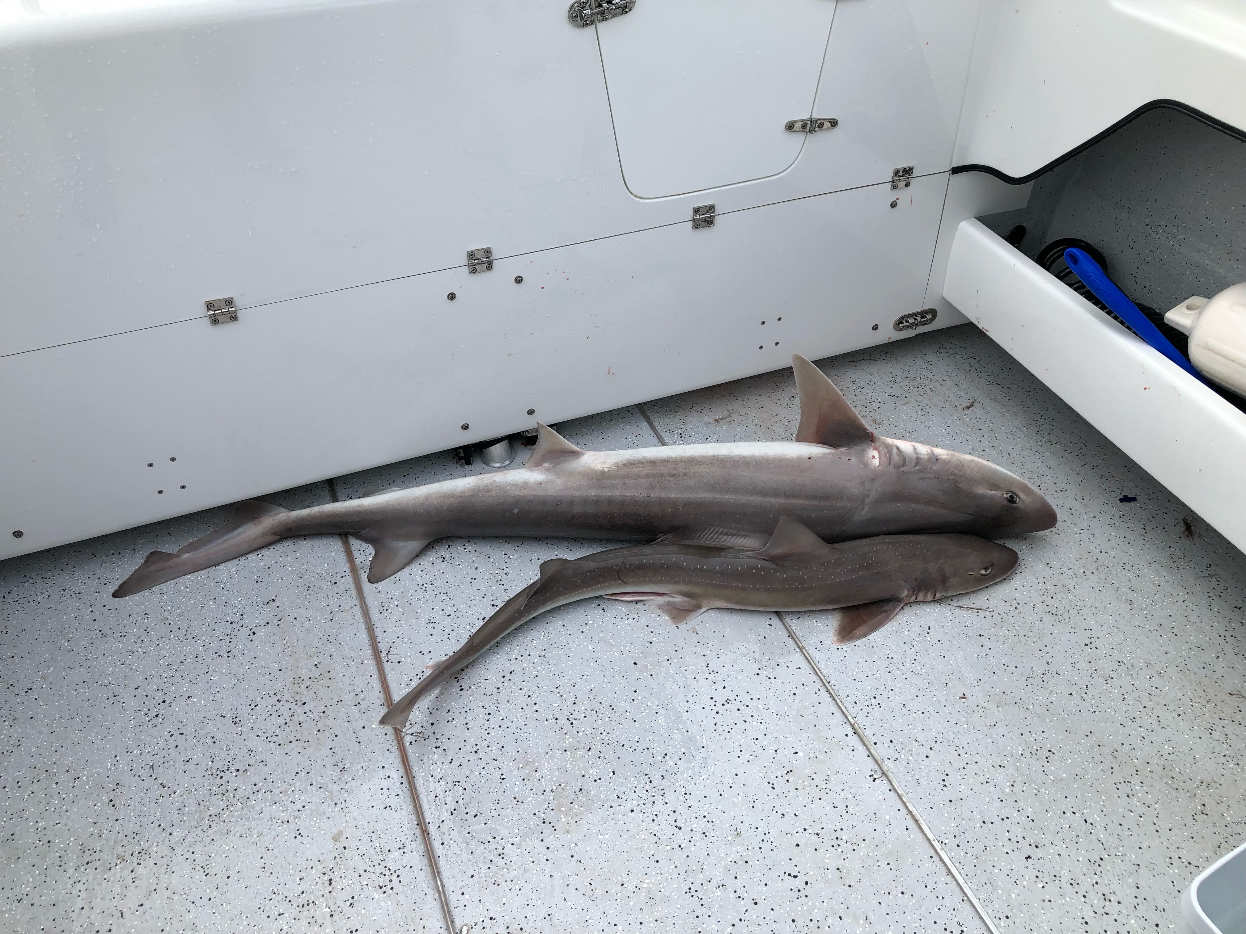 inshore gummy sharks