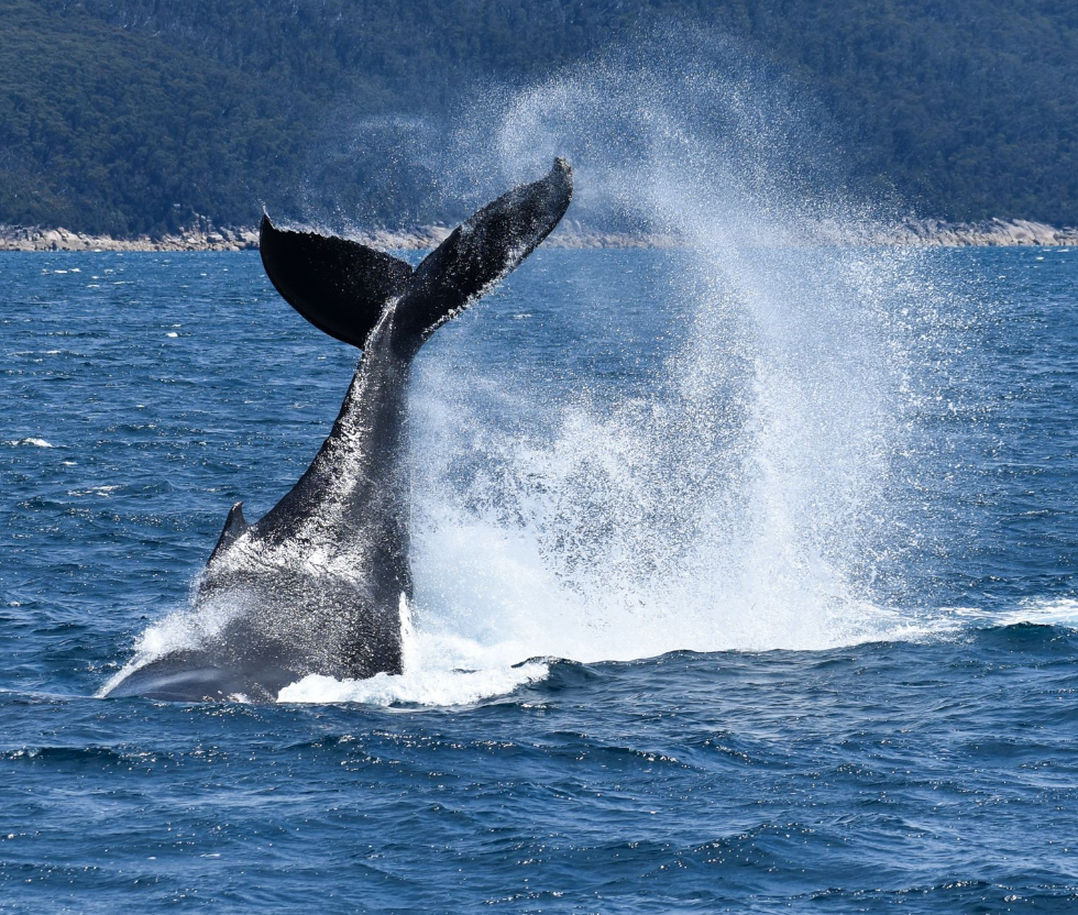 Whale spotting with Wildlife Coast Cruises