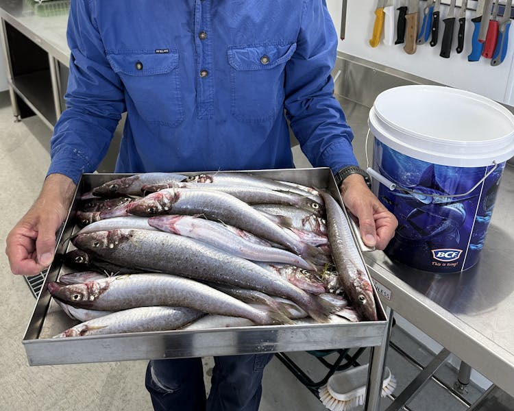 King George Whiting from Port Albert Fishing Charters & Eco Tours