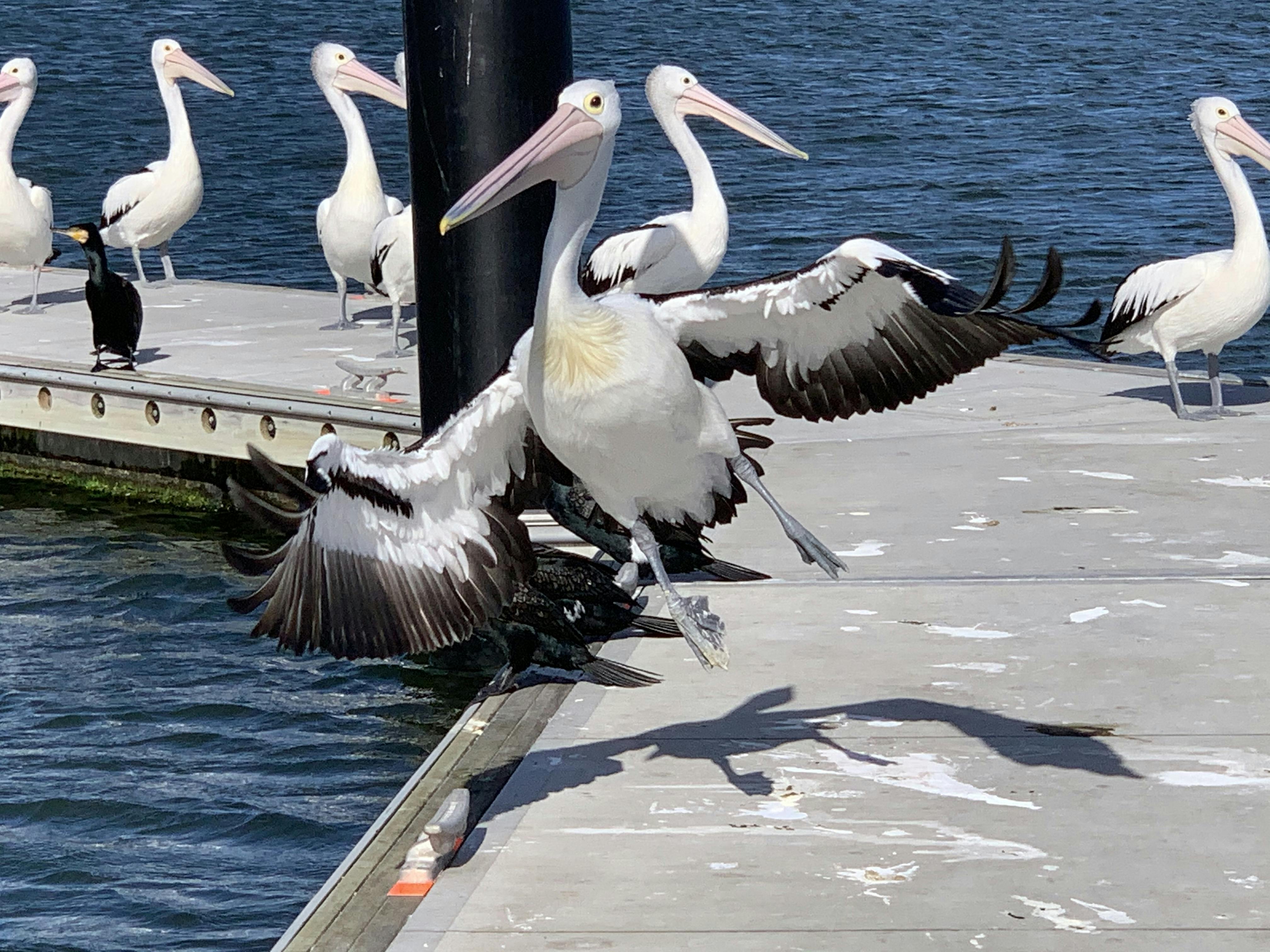 Pelicans enjoying the sun