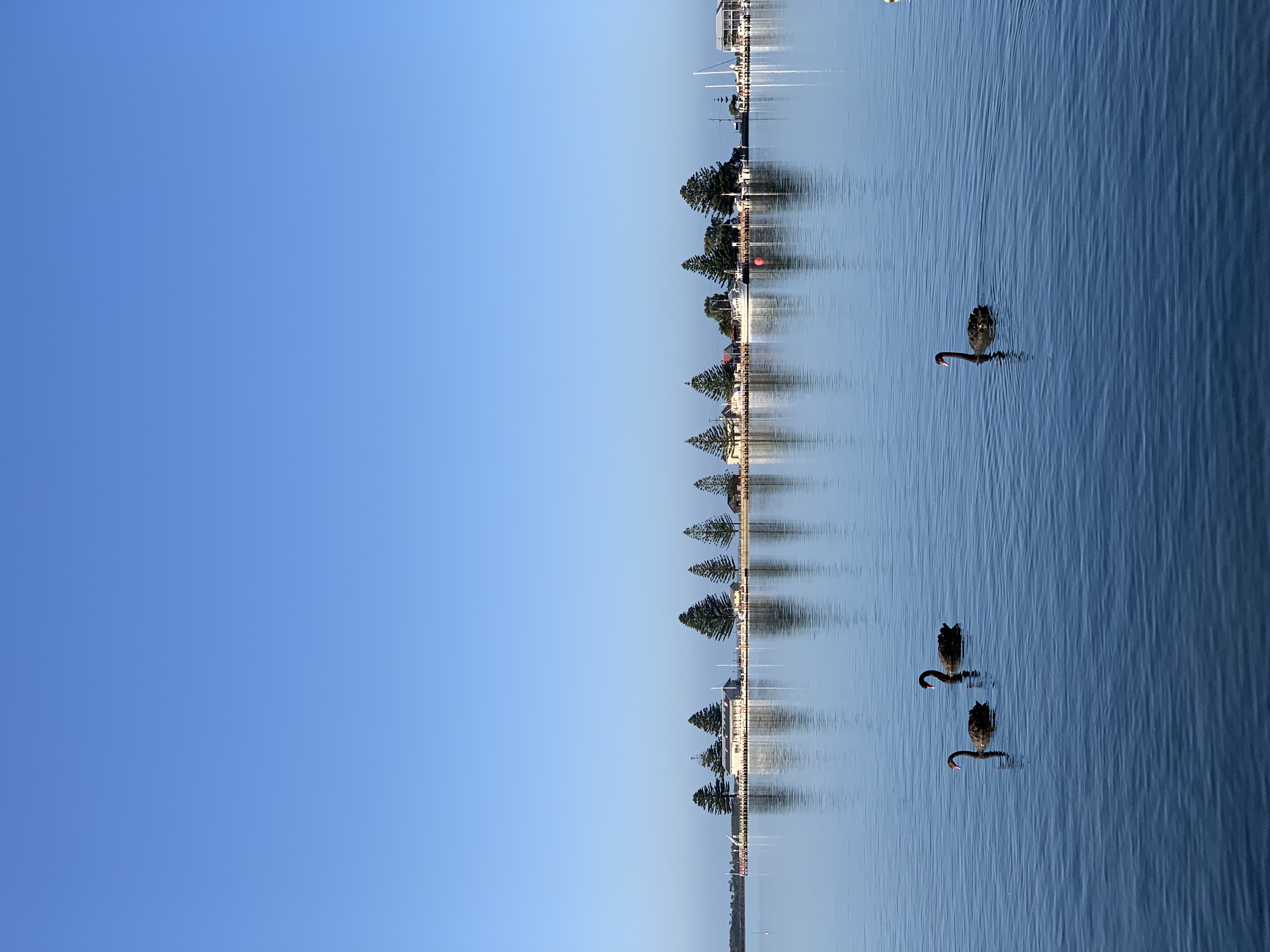 Black swans frequent the harbour
