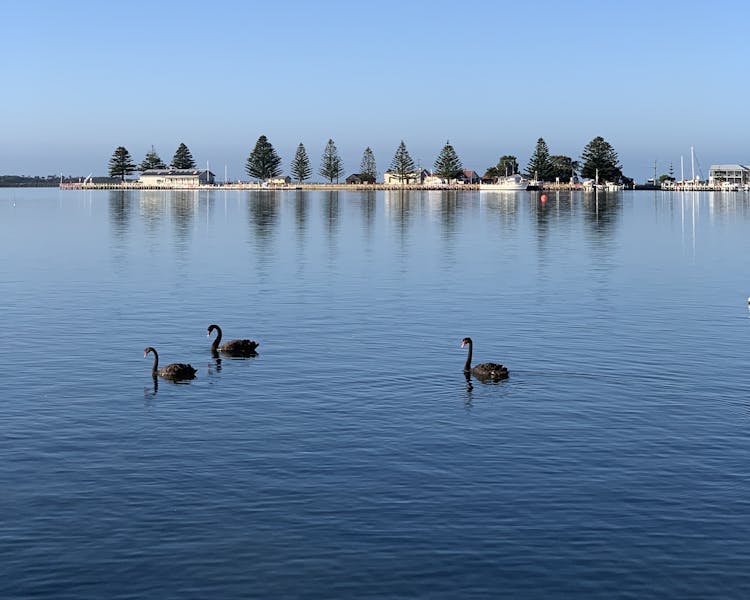 Black swans frequent the harbour