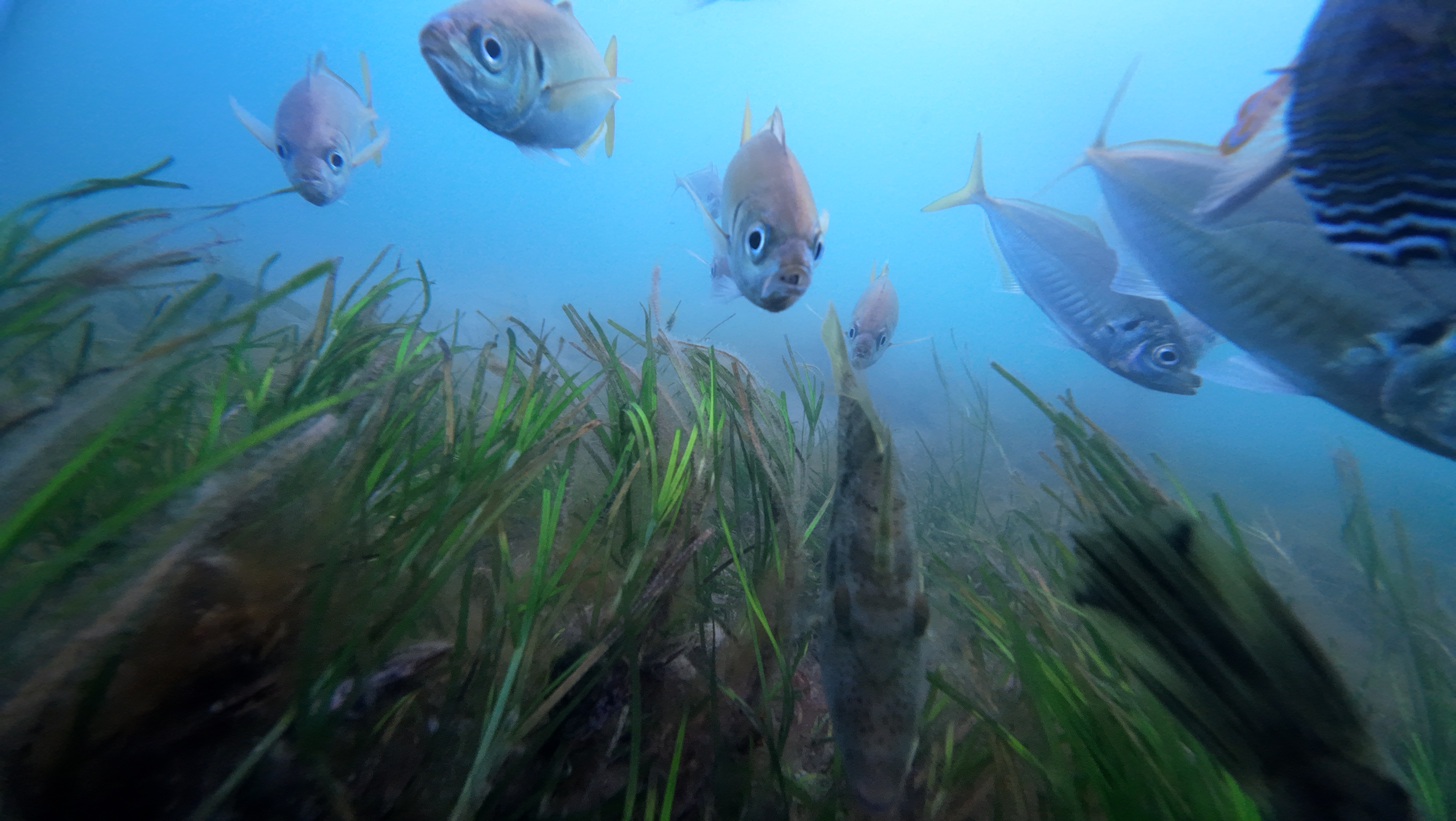 Seavu live camera use in Port Albert inlet