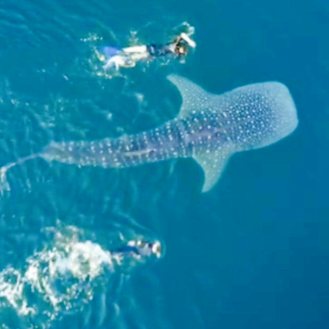 Nada junto al tiburón ballena Swim with the wale shark